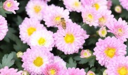 深圳木棉花爆料案件最新,揭开娱乐圈潜规则黑幕